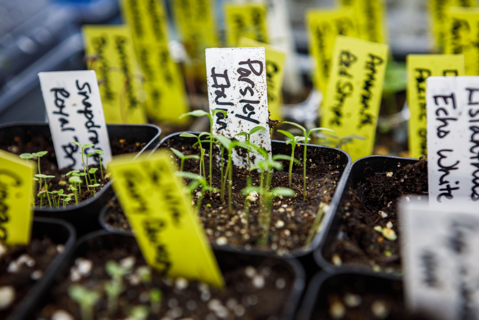 seedlings indoors