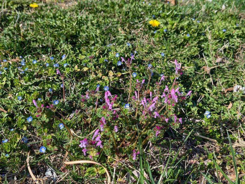 Watch For Weeds Pushing Through