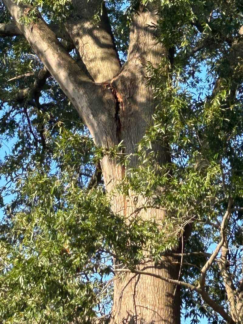 Removing Trees Without Permits