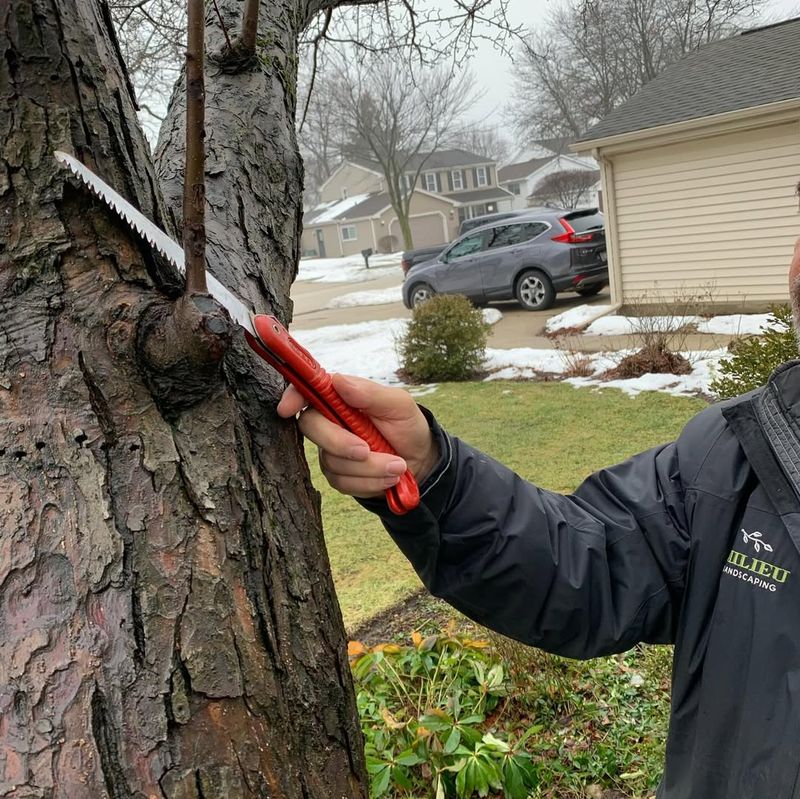 Pruning During Dormancy Removes Spring Flower Buds