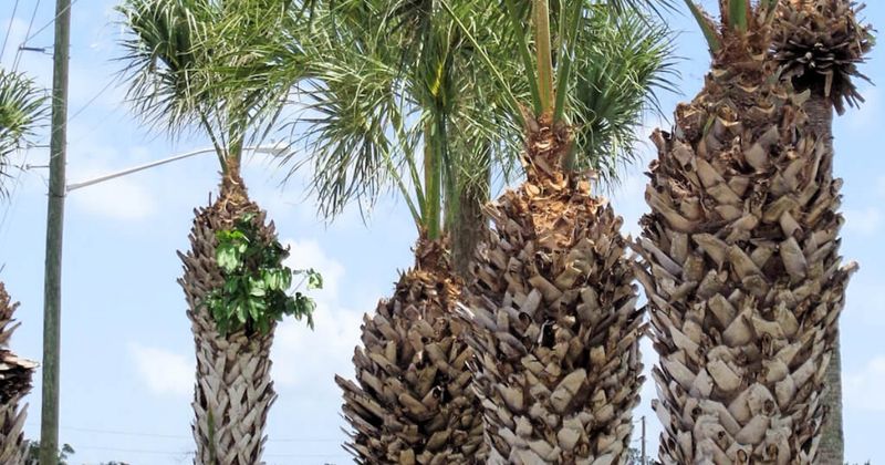 Improper Palm Pruning (Hurricane Cuts)