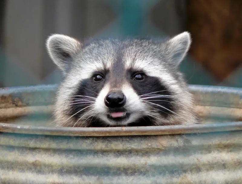 Raccoons Are Stronger And Smarter Than Most People Expect