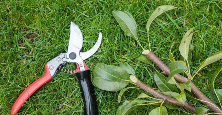 pruning trees (featured image)