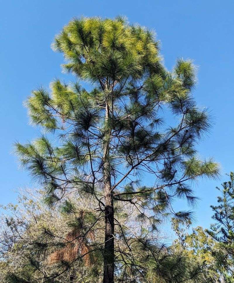 Pine Trees Too Close To Structures