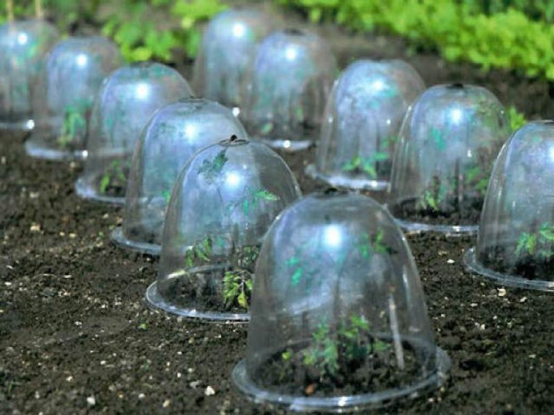 Protection From Unpredictable Frost Events