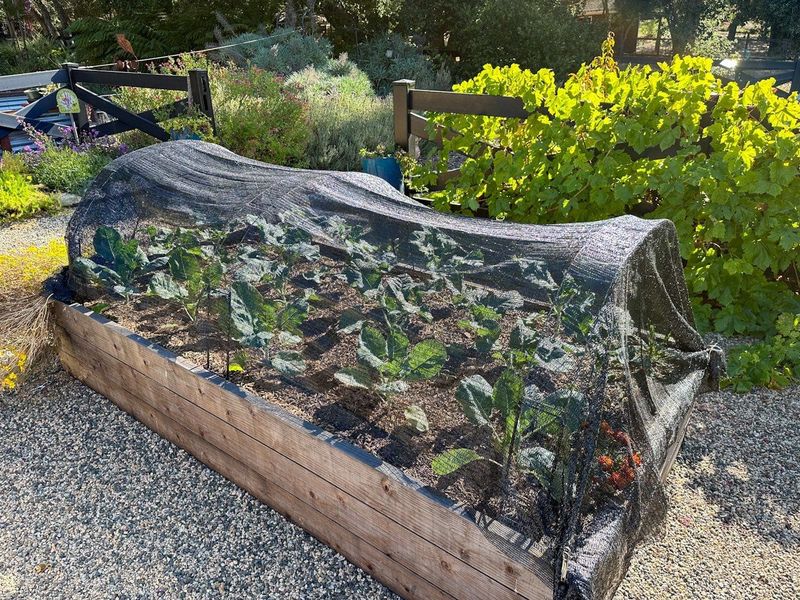 Pest And Wildlife Barrier