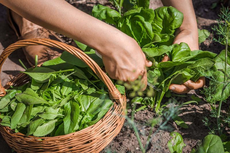 Enhancing Nutritional Value Of Harvested Greens