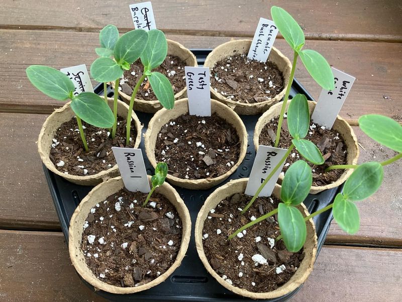 Better Control Over Germination Conditions