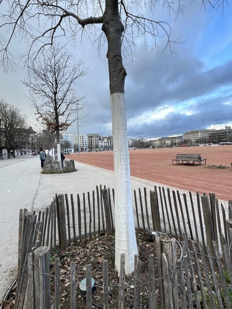 Improves Overall Tree Health And Fruit Production