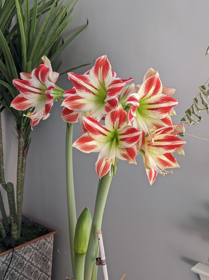 Short Daylight Hours And Weak Winter Sun