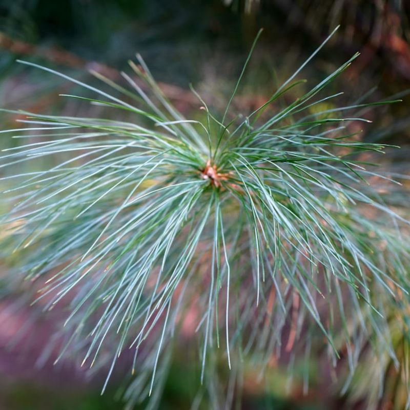 Consider Wildlife Benefits And Habitat Value