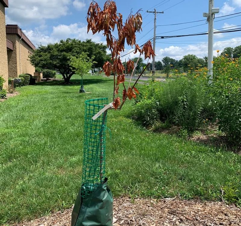 Stunted Growth And Development Issues