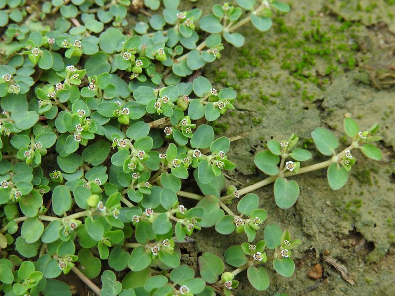Not Identifying Spurge Correctly And Treating The Wrong Weeds