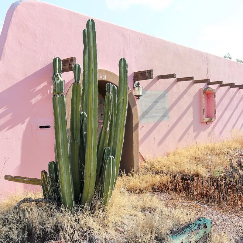 Mexican Fence Post Cactus