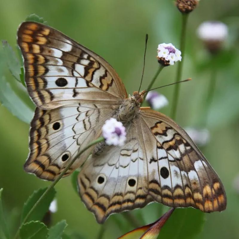 Frogfruit Creates A Living Carpet That Bees And Butterflies Love