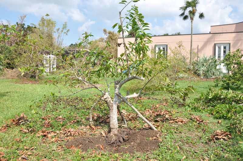 Broken Branches And Storm Debris