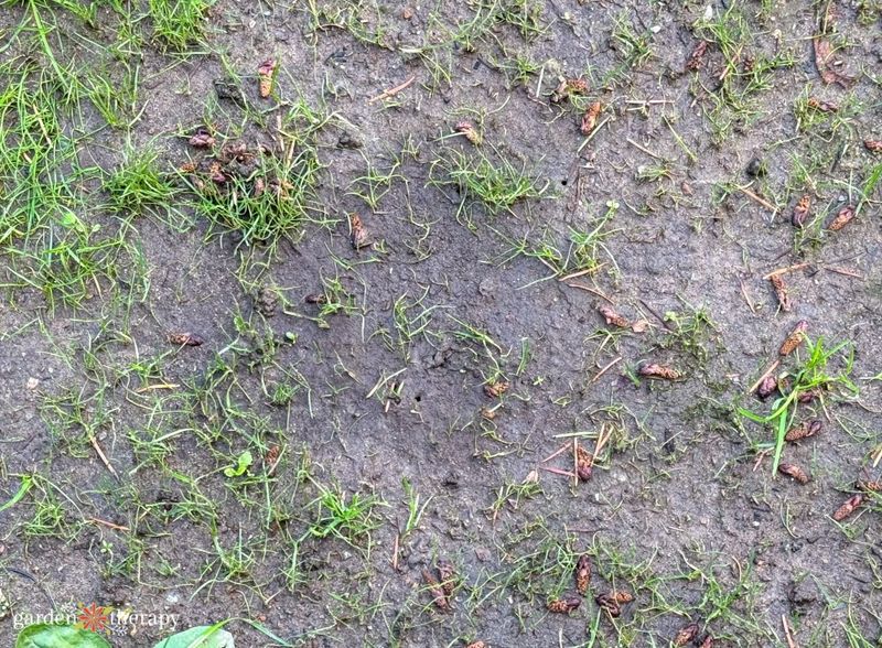 Shade Grass Grows Thin And Leggy