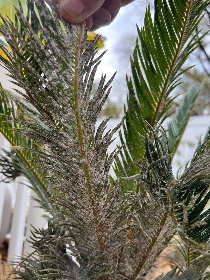 Landscaping Choices That Do Not Age Well