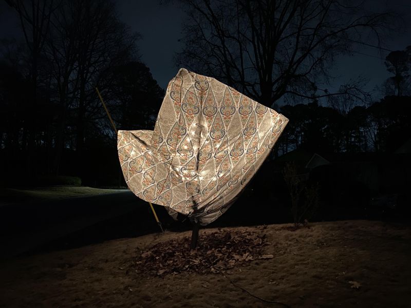 Protect Trees From Late Cold Snaps