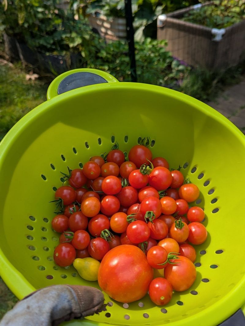 Harvest Often To Encourage Continued Production