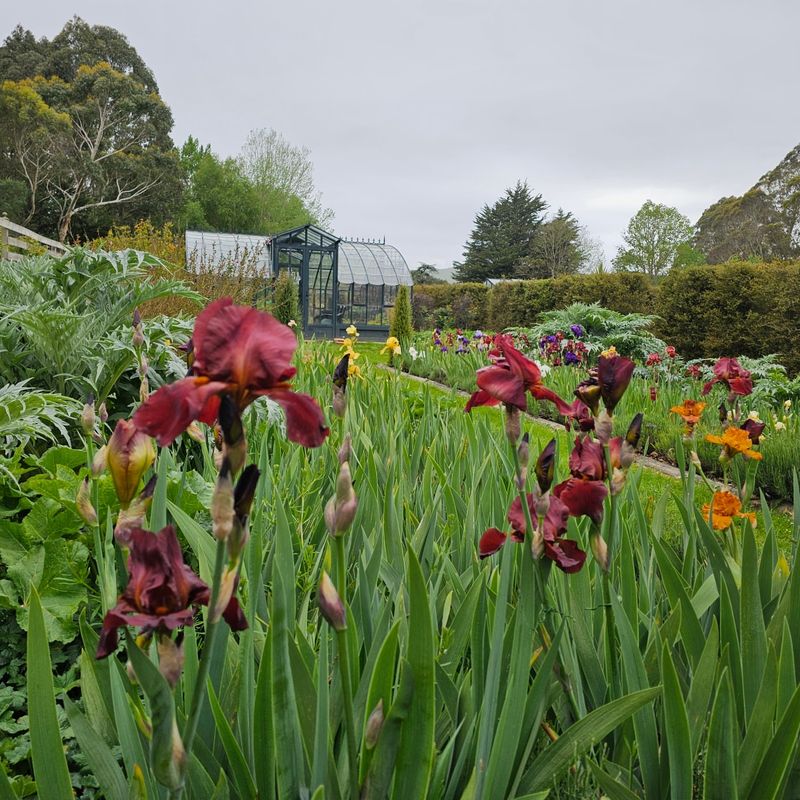 Improve Drainage To Prevent Weak Flowering