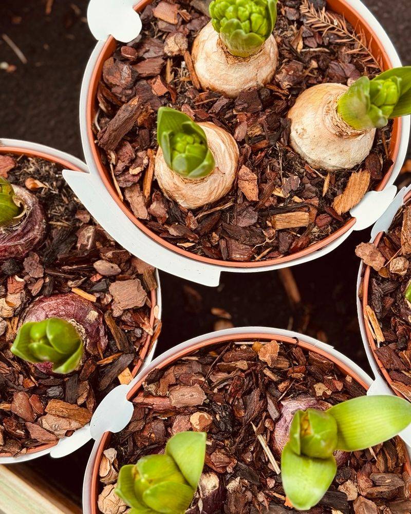 Divide And Replant Crowded Bulbs Every Few Years