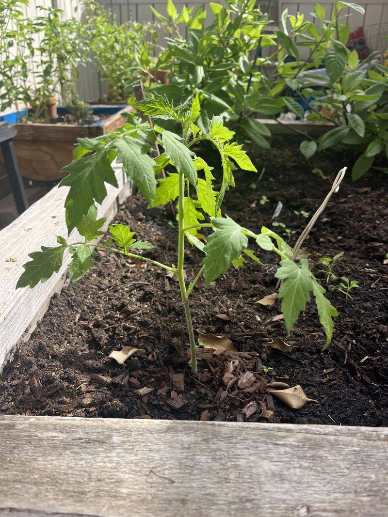 Prune Strategically To Focus Energy On Fruit Production