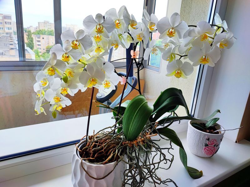 Avoid Moving Orchids Too Often