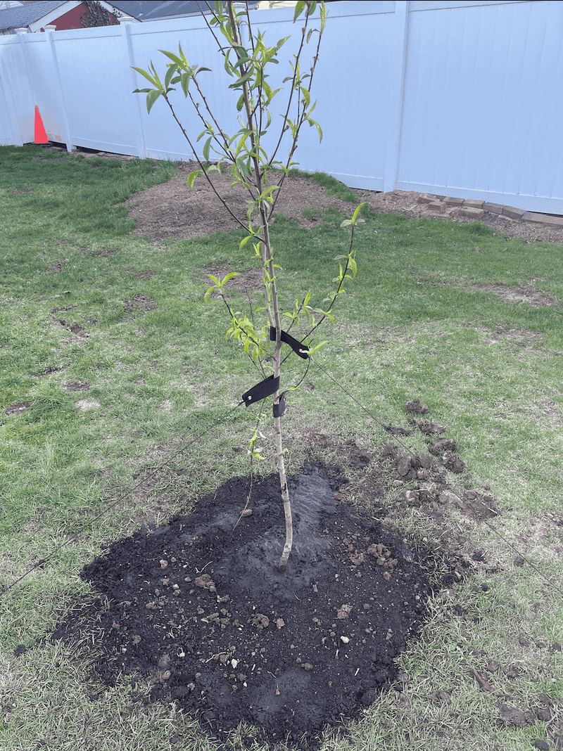 Maintain Even Soil Moisture During Hot Spells