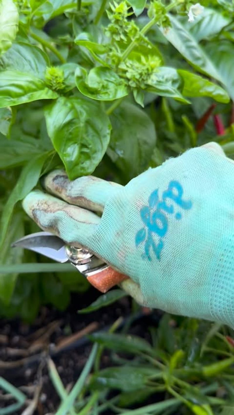 Prune and Pinch Back for Bushier Growth and Better Harvest