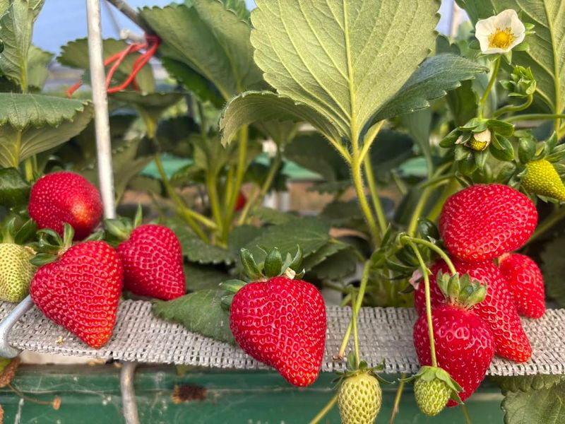 Remove Runners To Focus Energy On Fruit