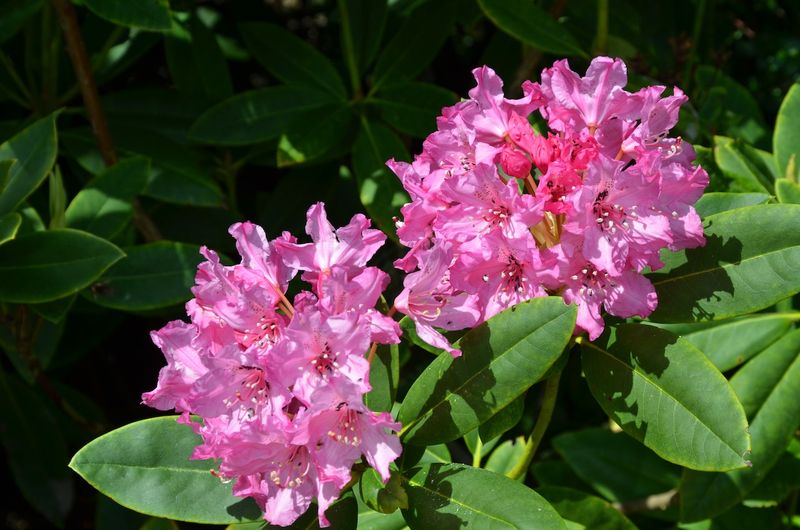 Rhododendrons