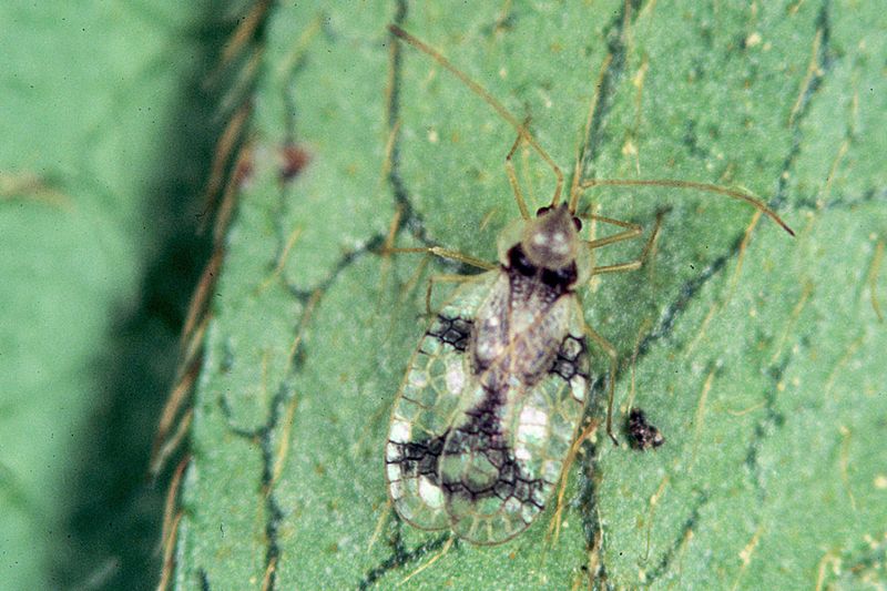 Monitor For Pests And Diseases Year-Round