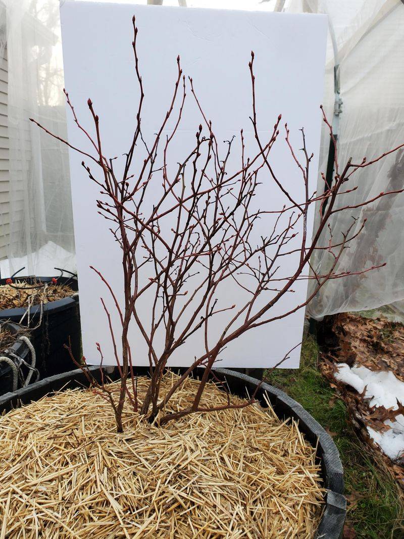 Pruning For Bigger Harvests