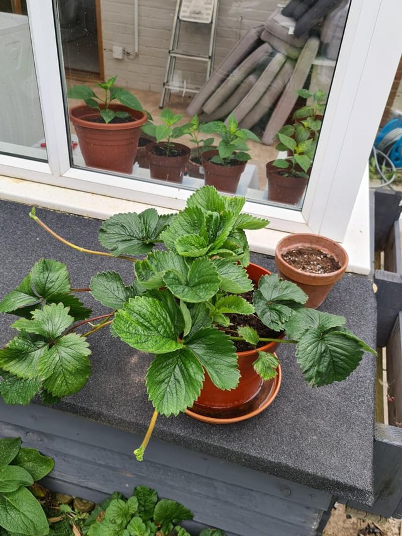 Containers Reduce Pest And Disease Pressure