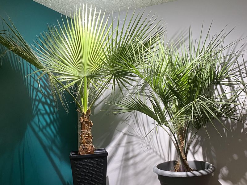 Letting Palms Adjust Before Making Changes