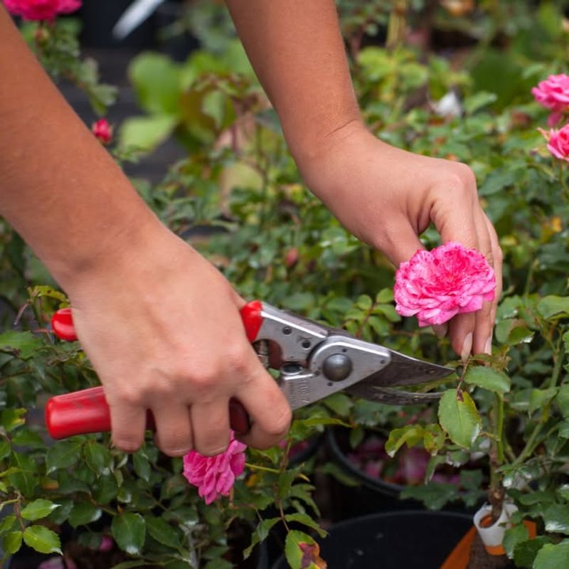 Pruning At The Right Time For New York's Climate
