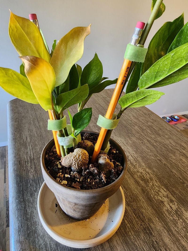 Common Problems Oregon Growers Face