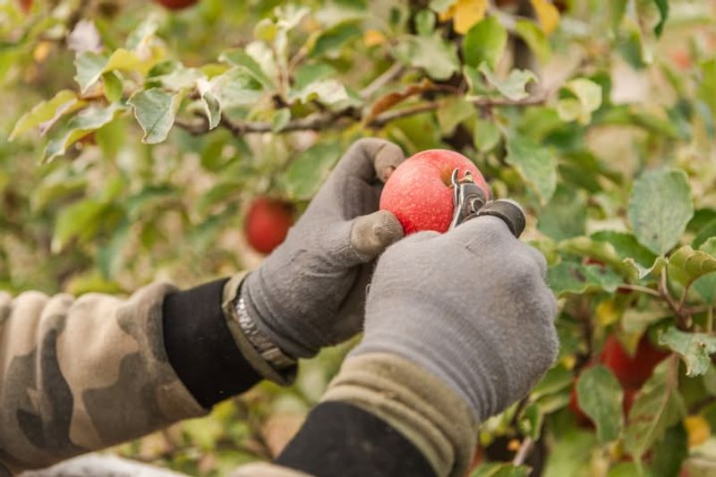 Time Fruit Harvests And Clean Up Promptly