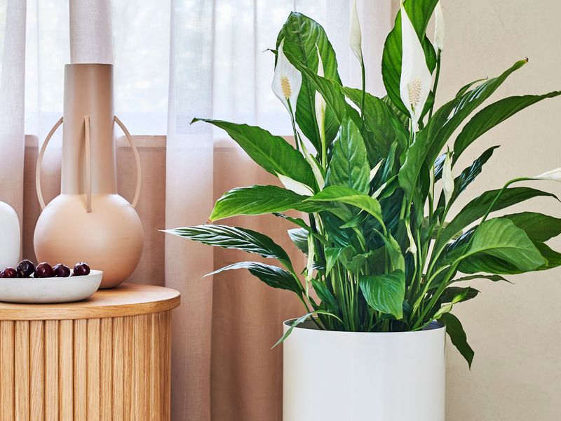 Why Peace Lilies Are A Feng Shui Favorite In 2026