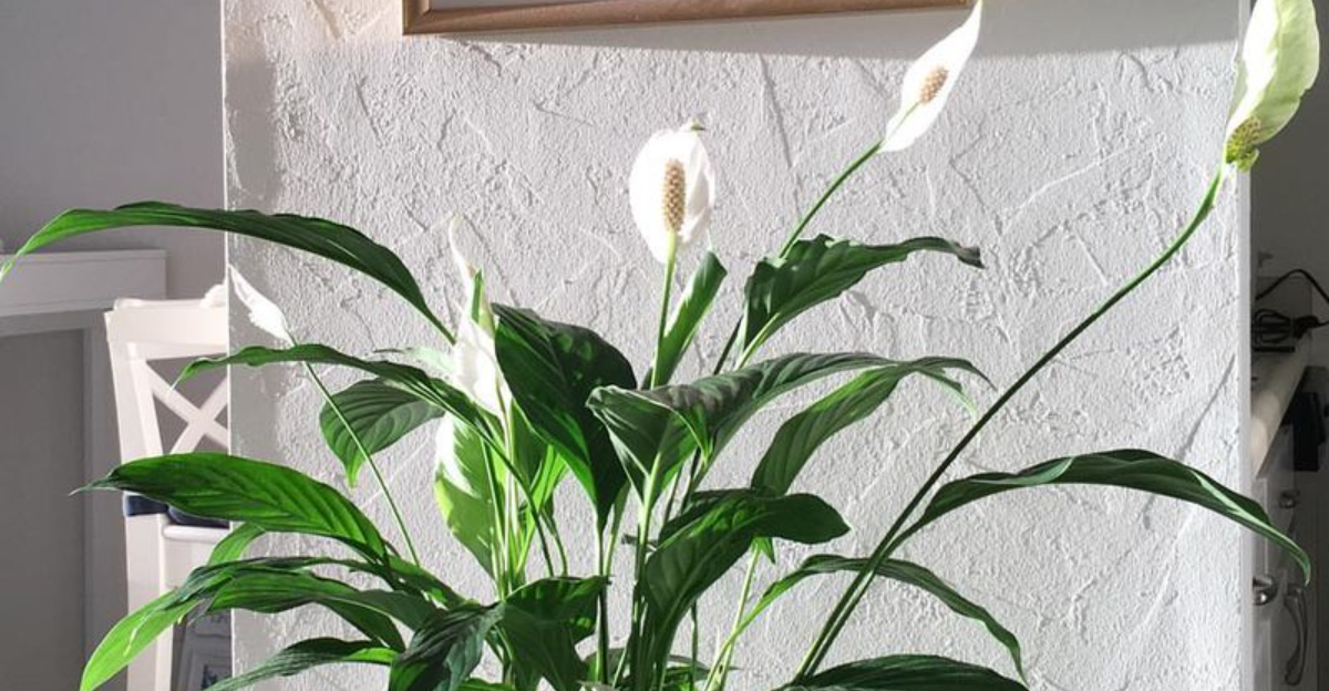 Feng Shui Experts Reveal The Best Place For A Peace Lily In Texas Homes In 2026