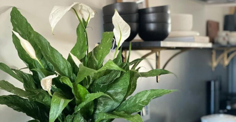 peace lilly in kitchen