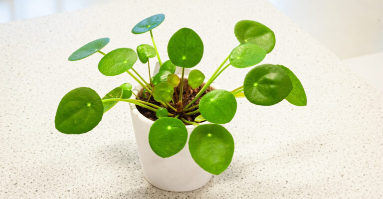 Chinese money plant (featured image)