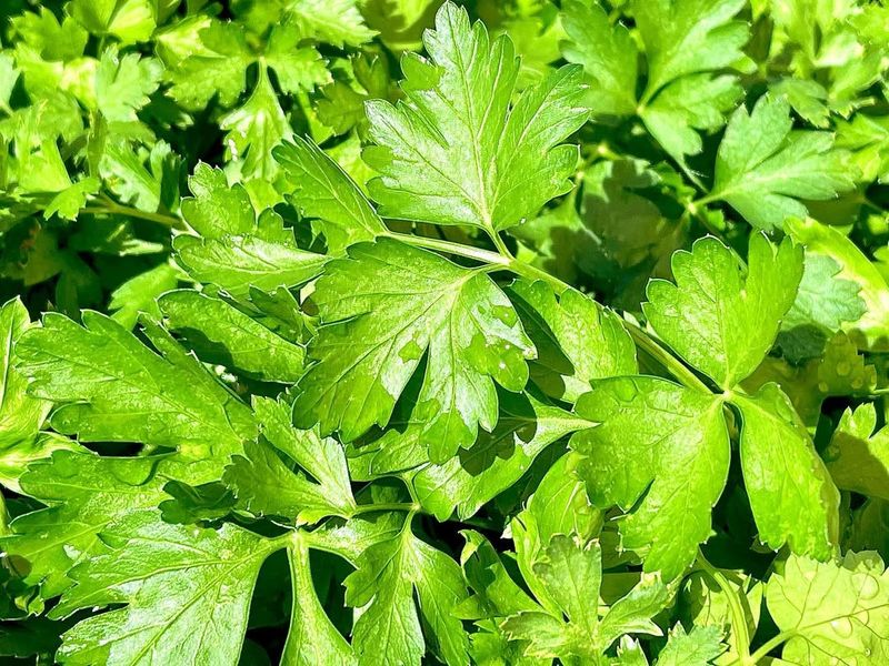 Parsley