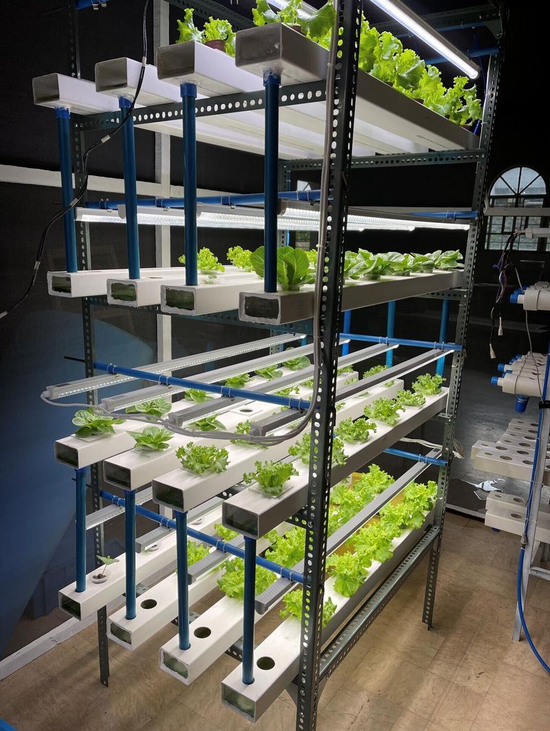 How To Set Up A Fast Indoor Microgreen Station In Minnesota