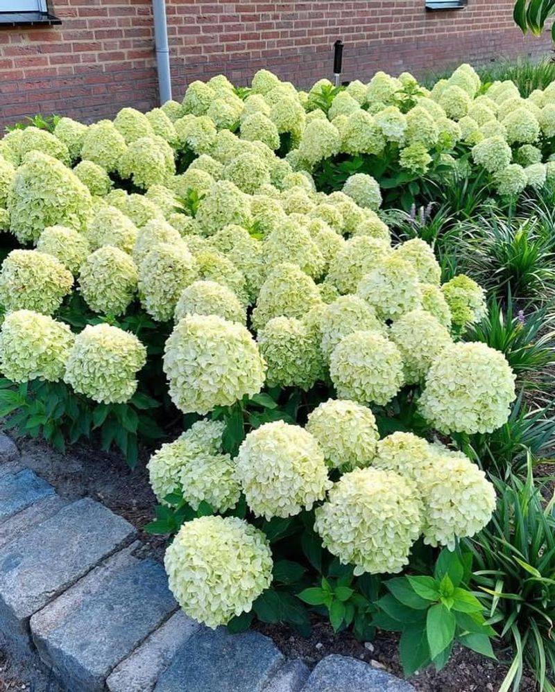 Dwarf Hydrangea Varieties