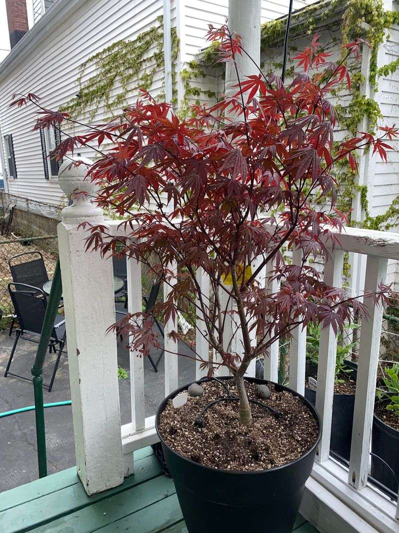 Japanese Maple (Dwarf Varieties)