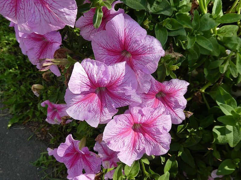 Petunias