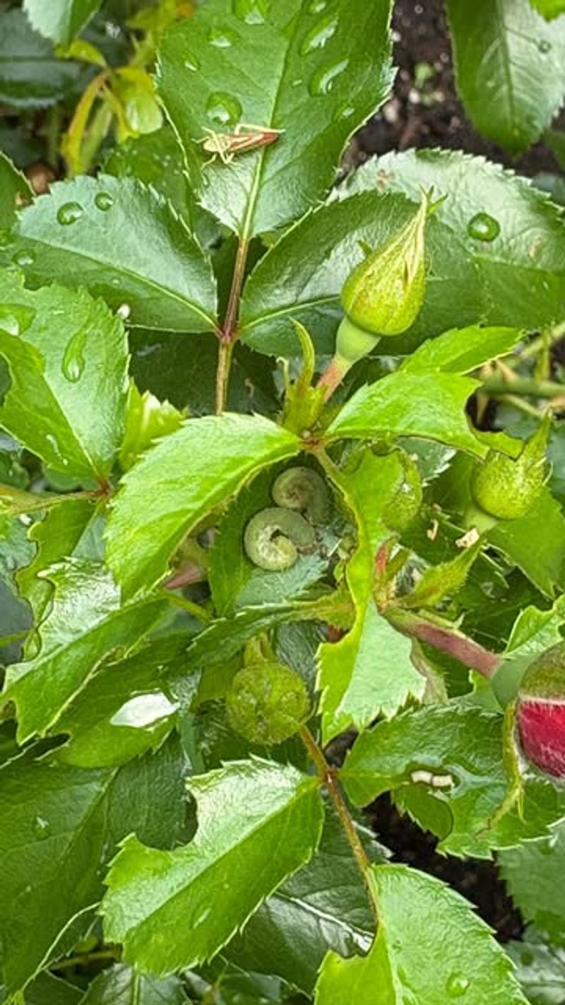 Pest Management in Low-Humidity Environments