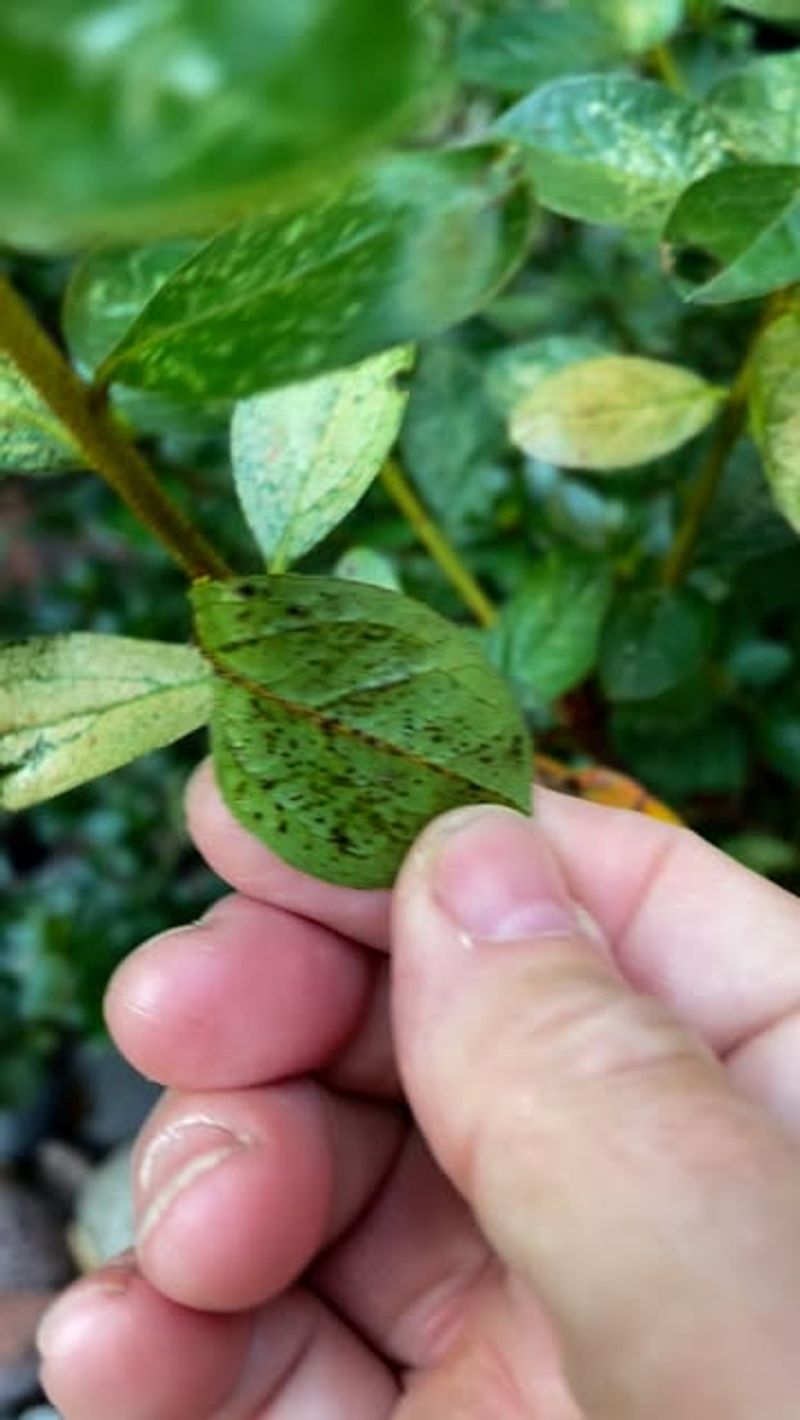 Disease And Pest Management